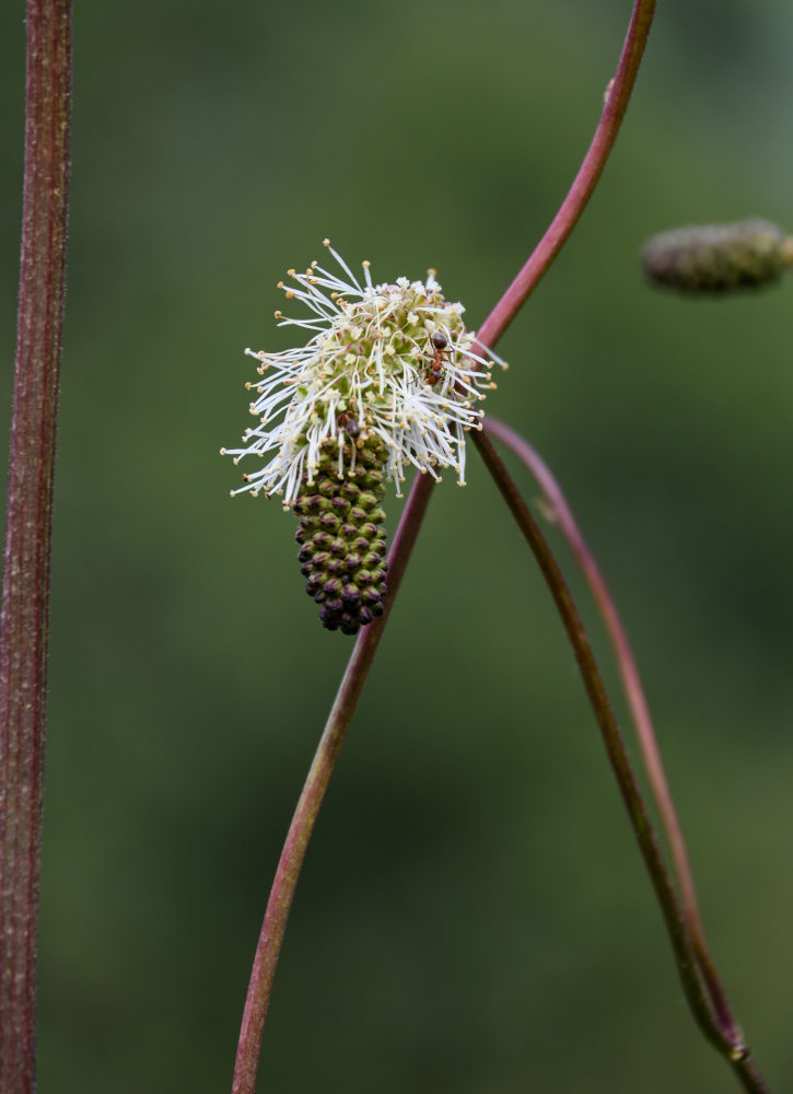 Image of Sanguisorba alpina specimen.