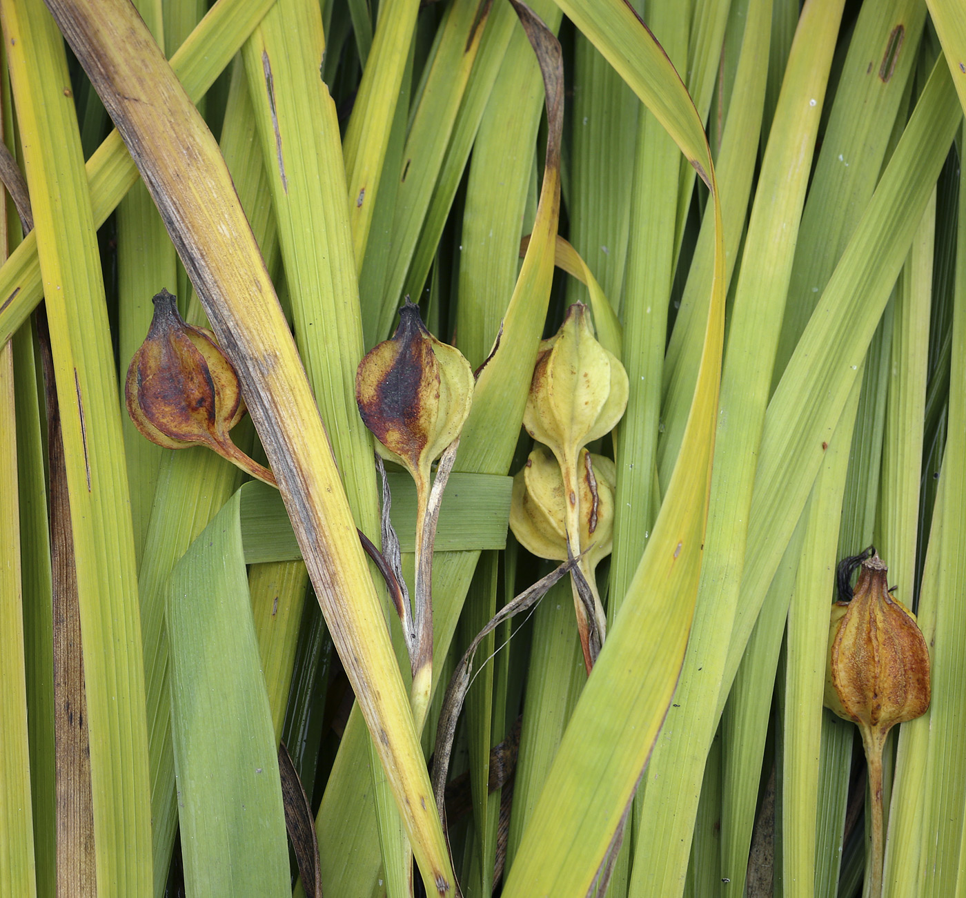 Image of genus Iris specimen.