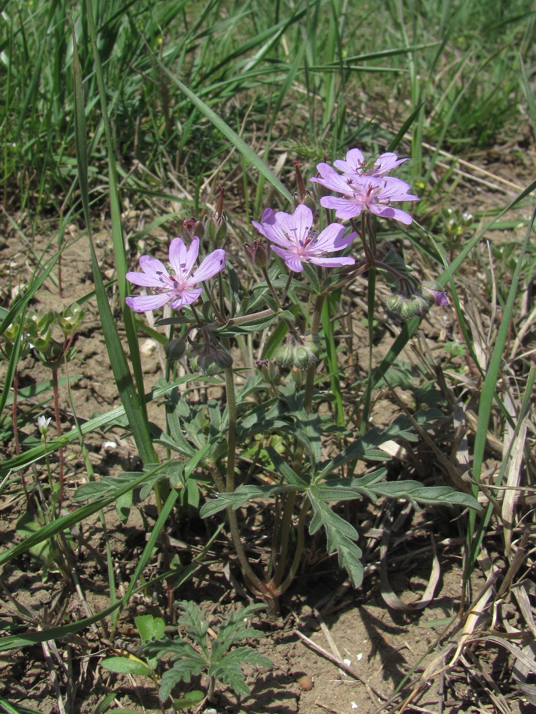 Image of Geranium tuberosum specimen.