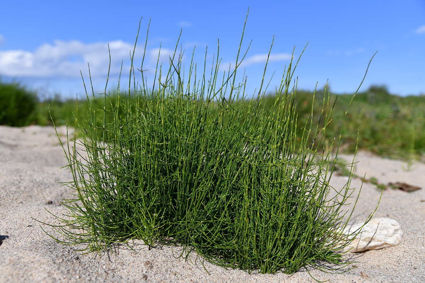 Изображение особи Equisetum arvense.