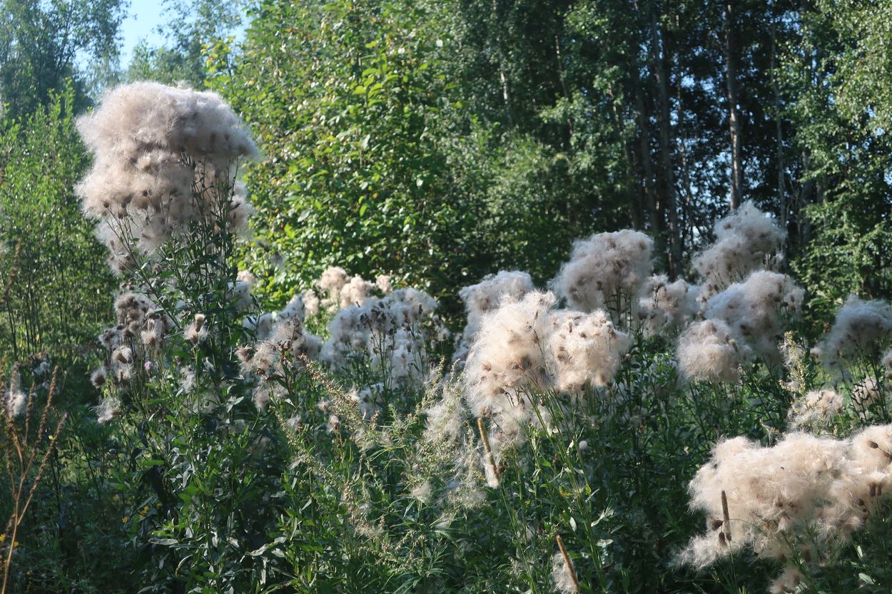 Image of Cirsium setosum specimen.