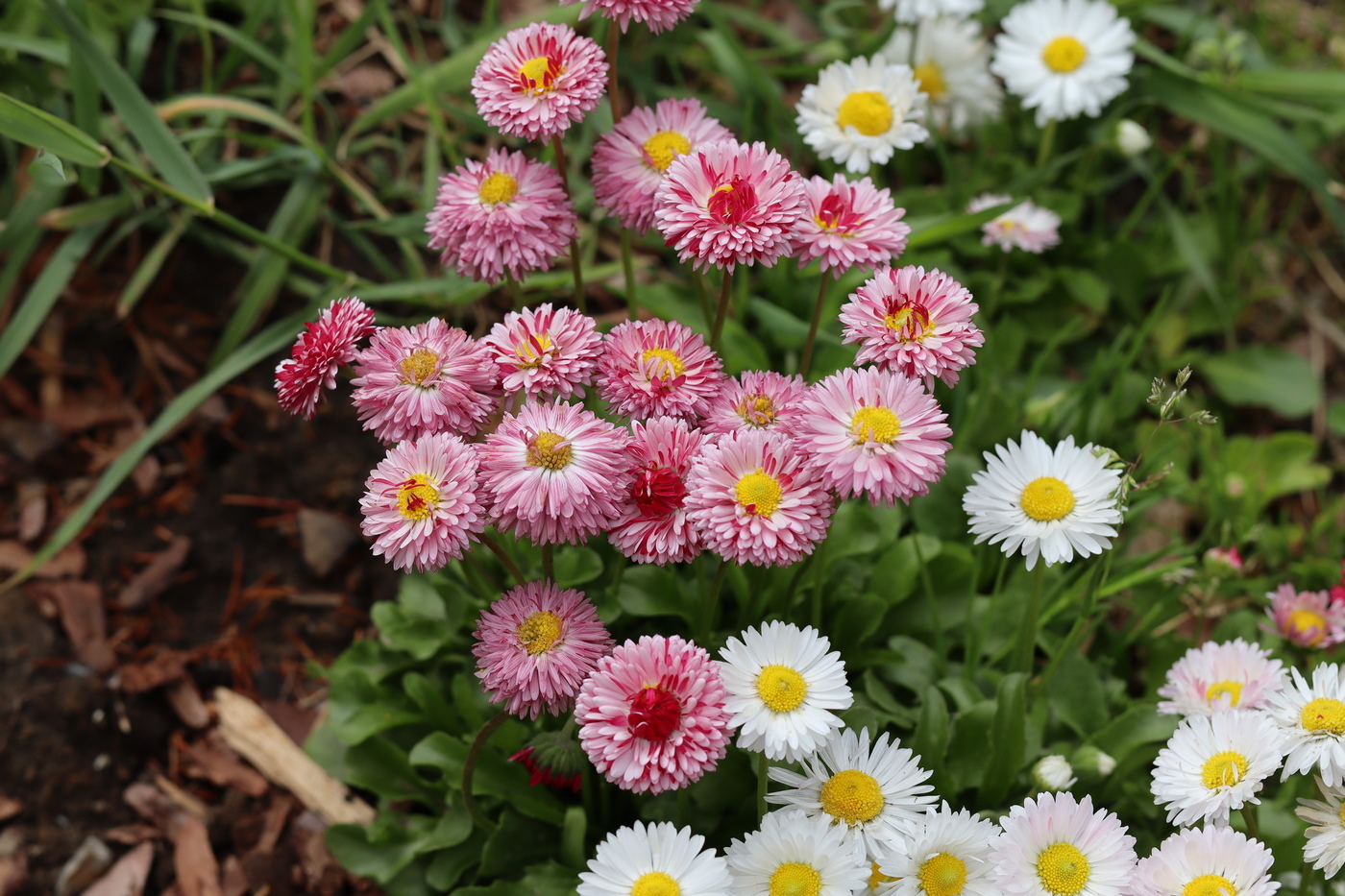 Image of Bellis perennis specimen.