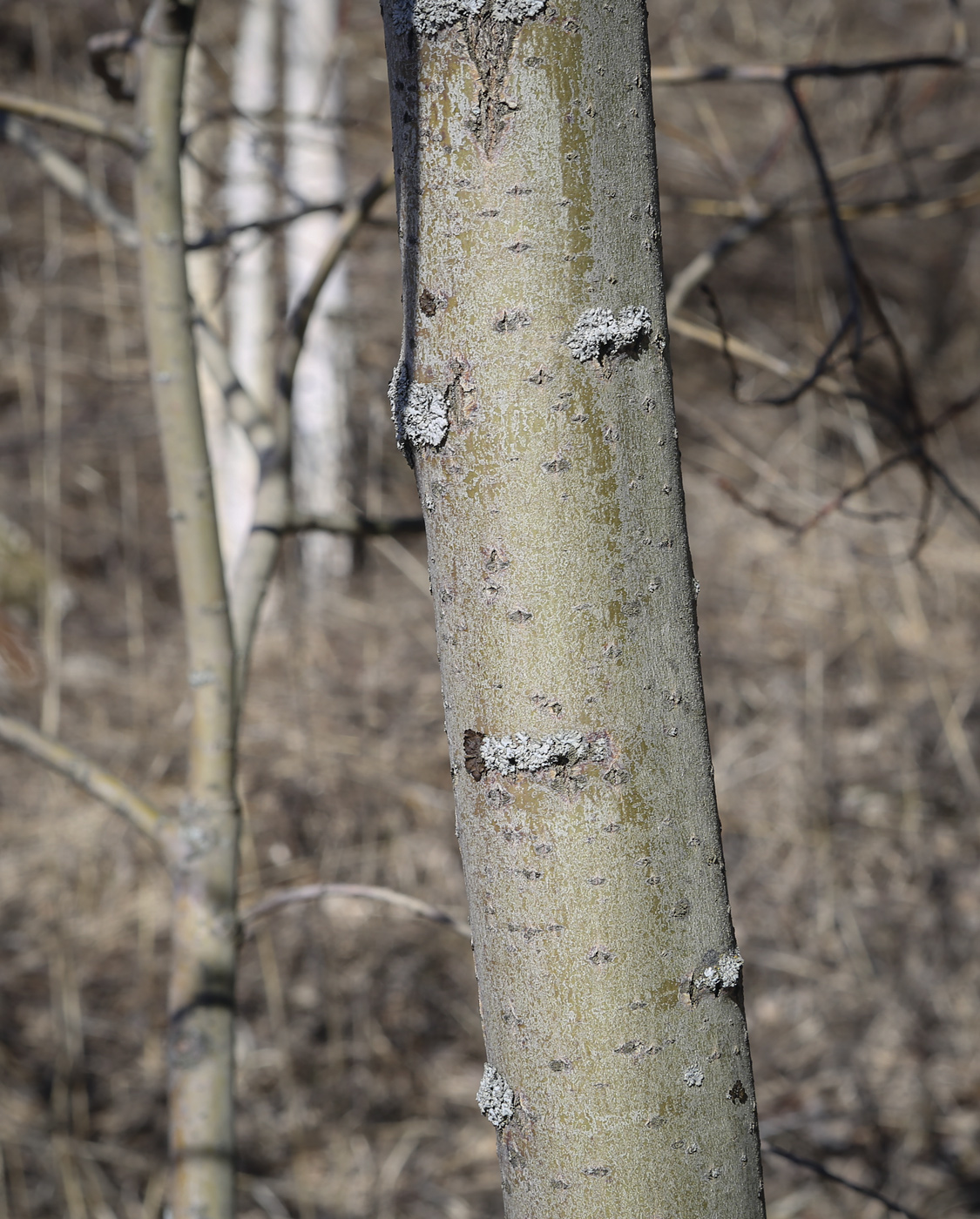 Image of genus Salix specimen.