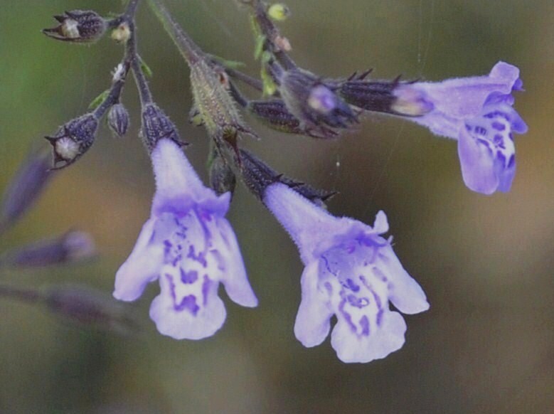 Image of Clinopodium vardarense specimen.