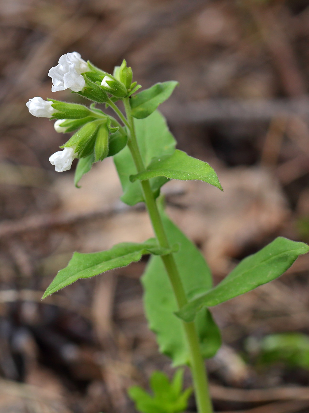 Изображение особи Pulmonaria mollis.