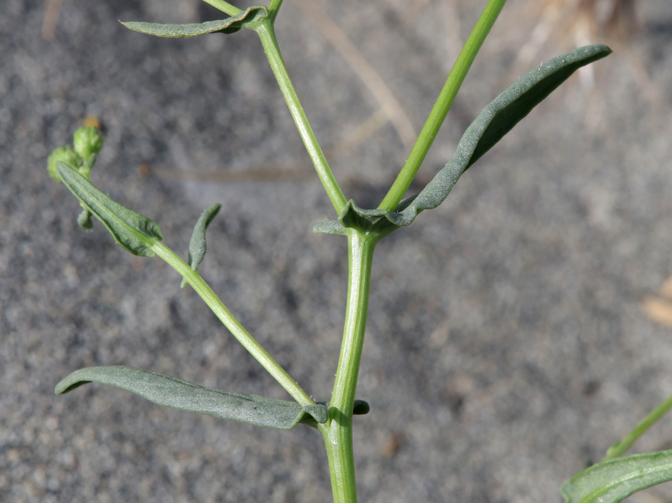 Image of Senecio subdentatus specimen.