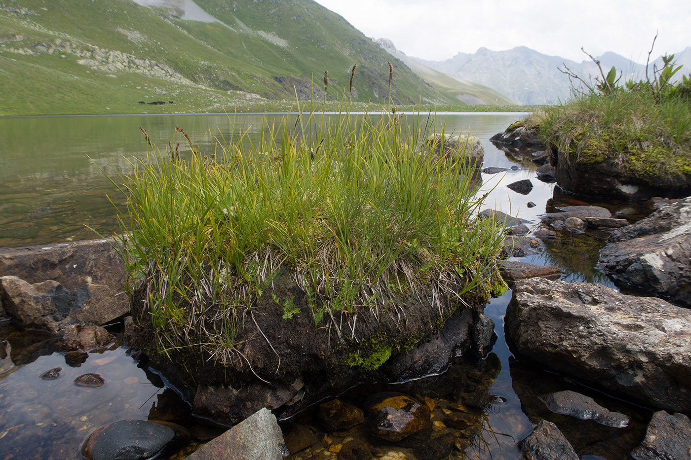 Image of genus Carex specimen.