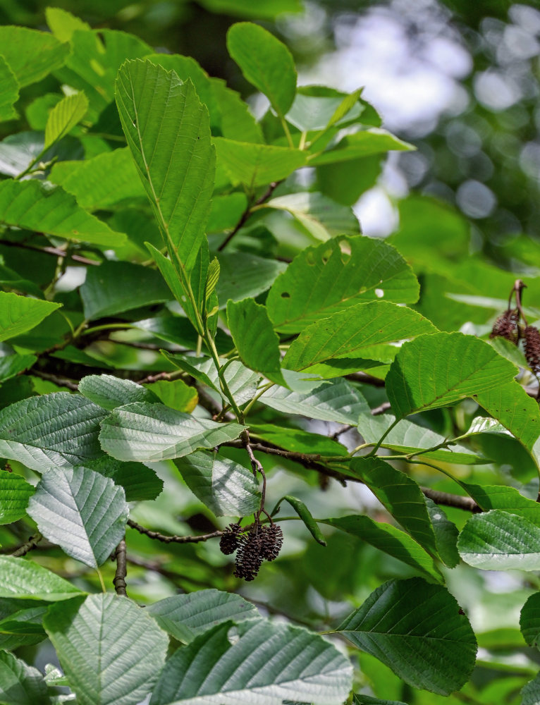 Image of Alnus barbata specimen.