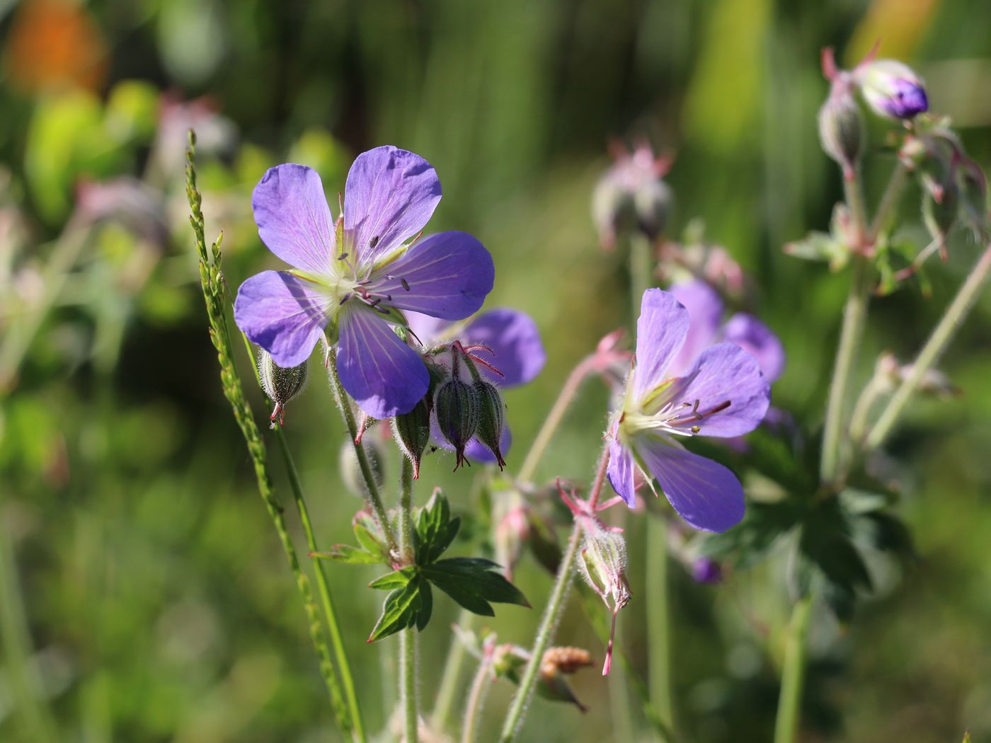 Image of Geranium saxatile specimen.