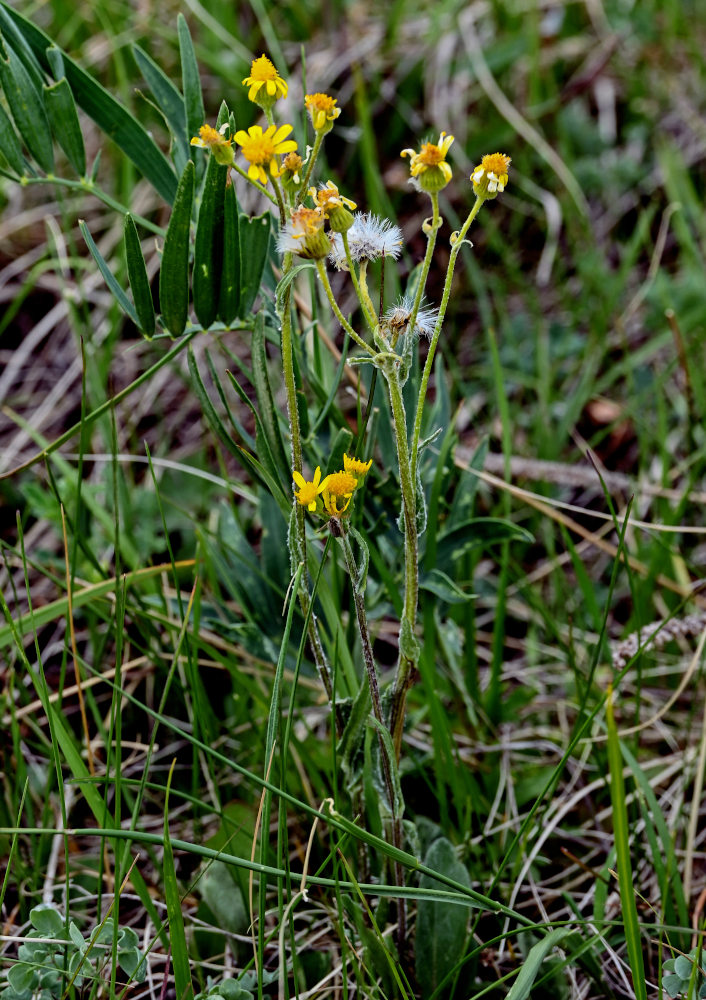 Изображение особи Tephroseris integrifolia.