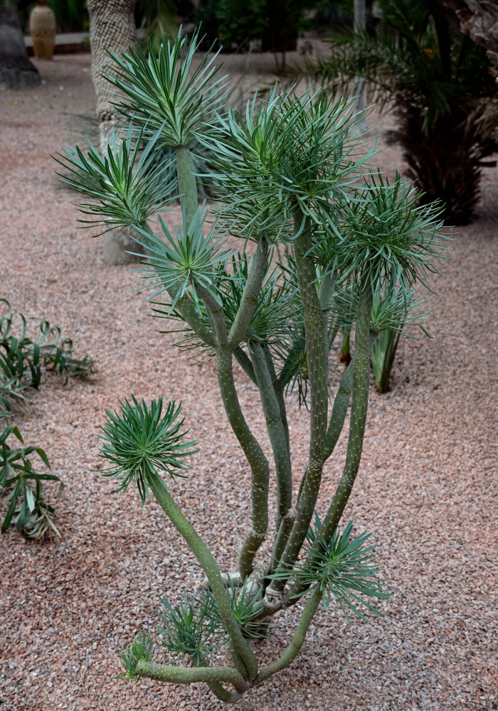 Image of Kleinia neriifolia specimen.