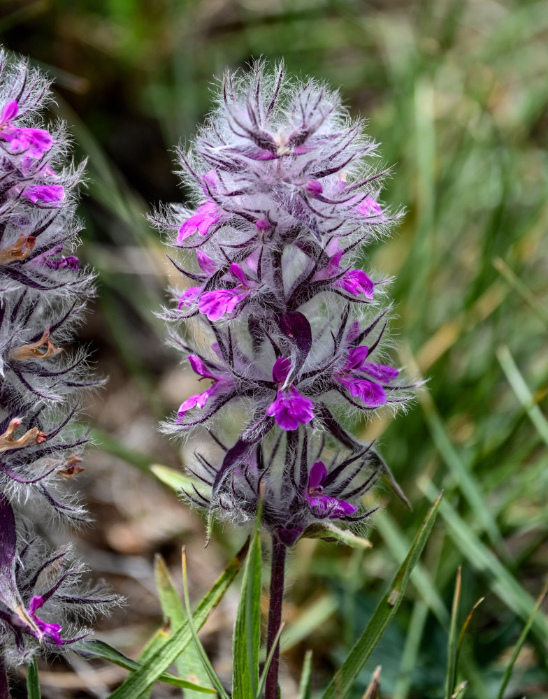 Image of Stachys lavandulifolia specimen.