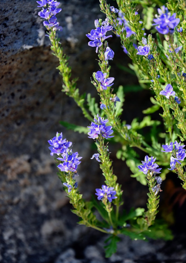 Image of Veronica orientalis specimen.