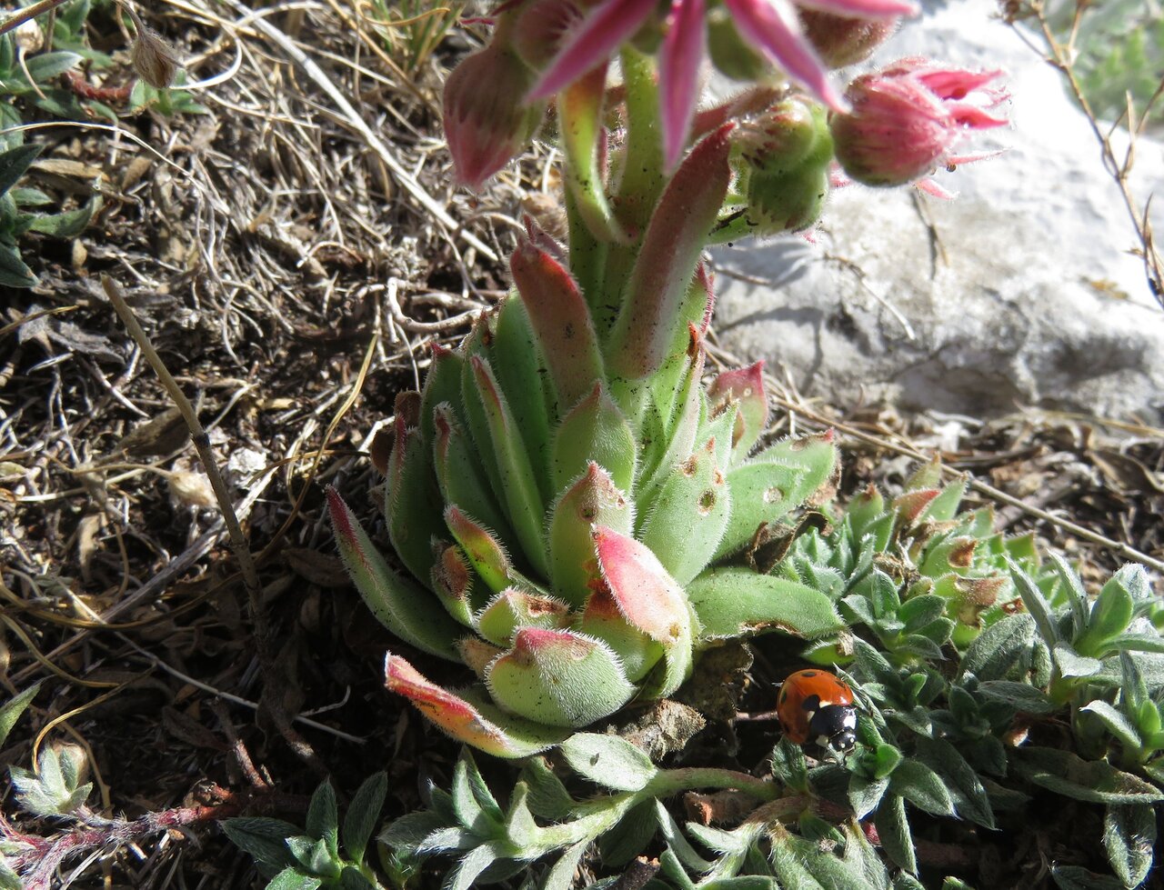 Изображение особи Sempervivum erythraeum.