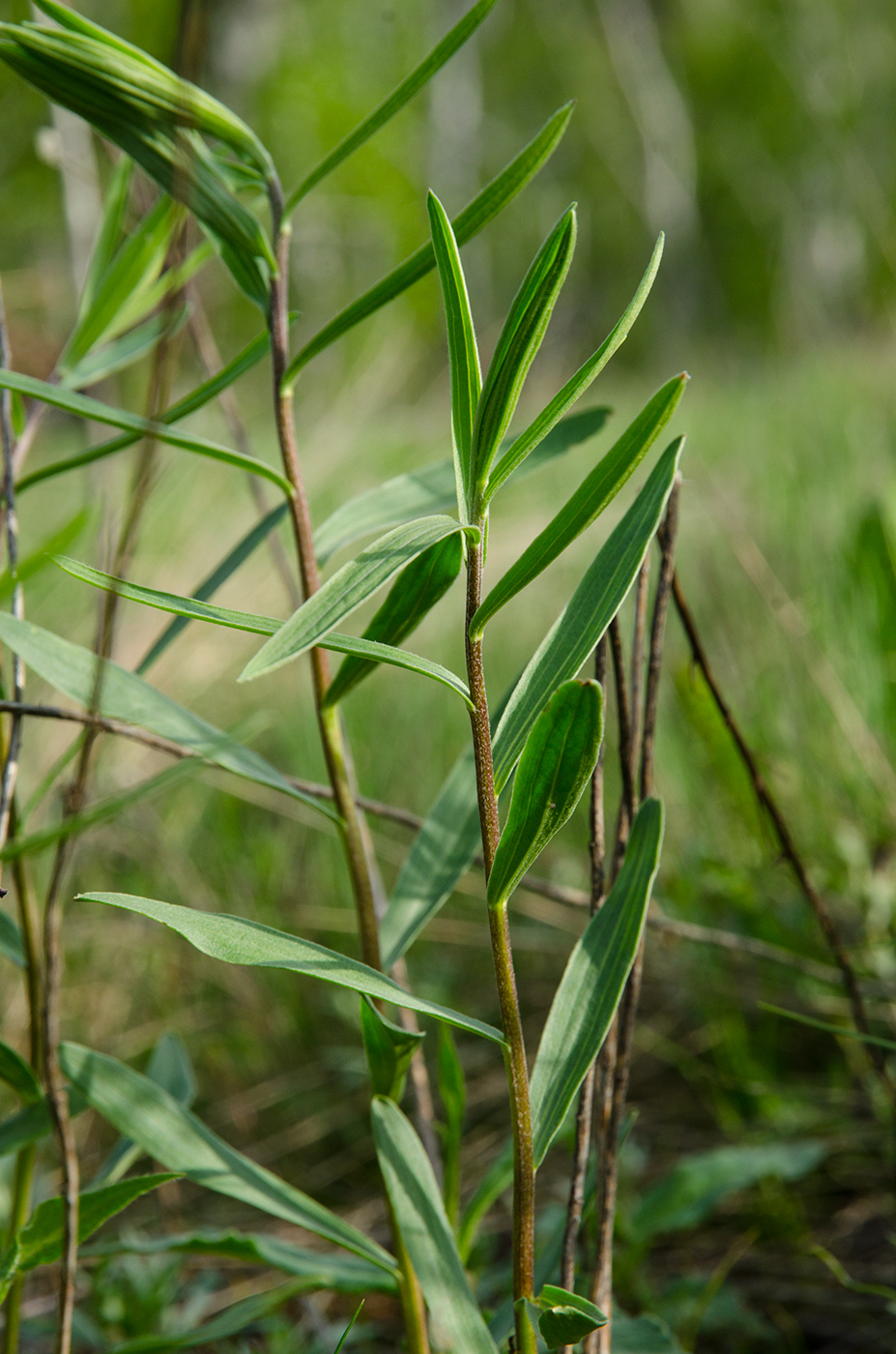 Image of Unknown species specimen.