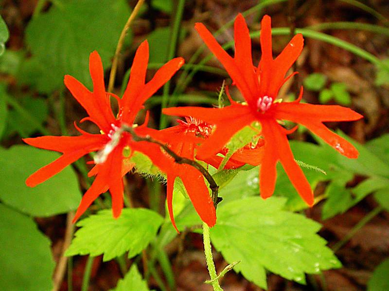 Image of Lychnis fulgens specimen.