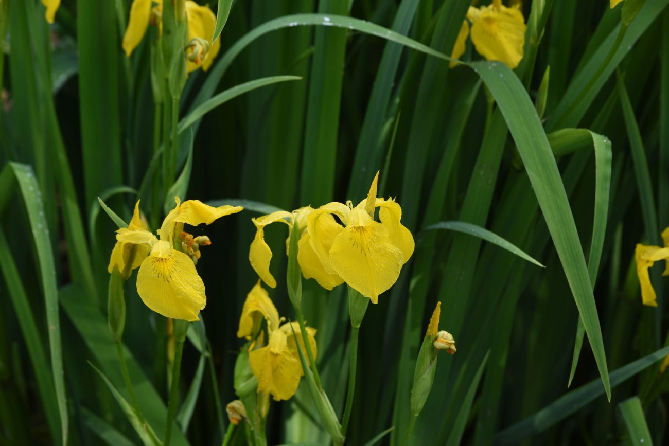 Image of Iris pseudacorus specimen.