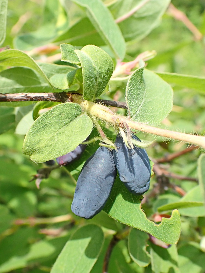 Image of Lonicera edulis specimen.