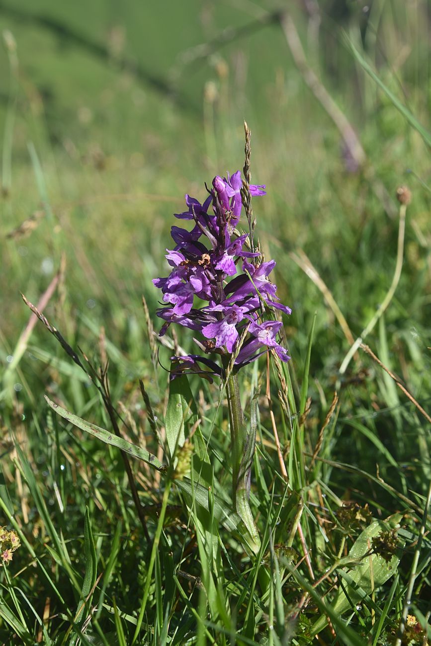 Изображение особи род Dactylorhiza.