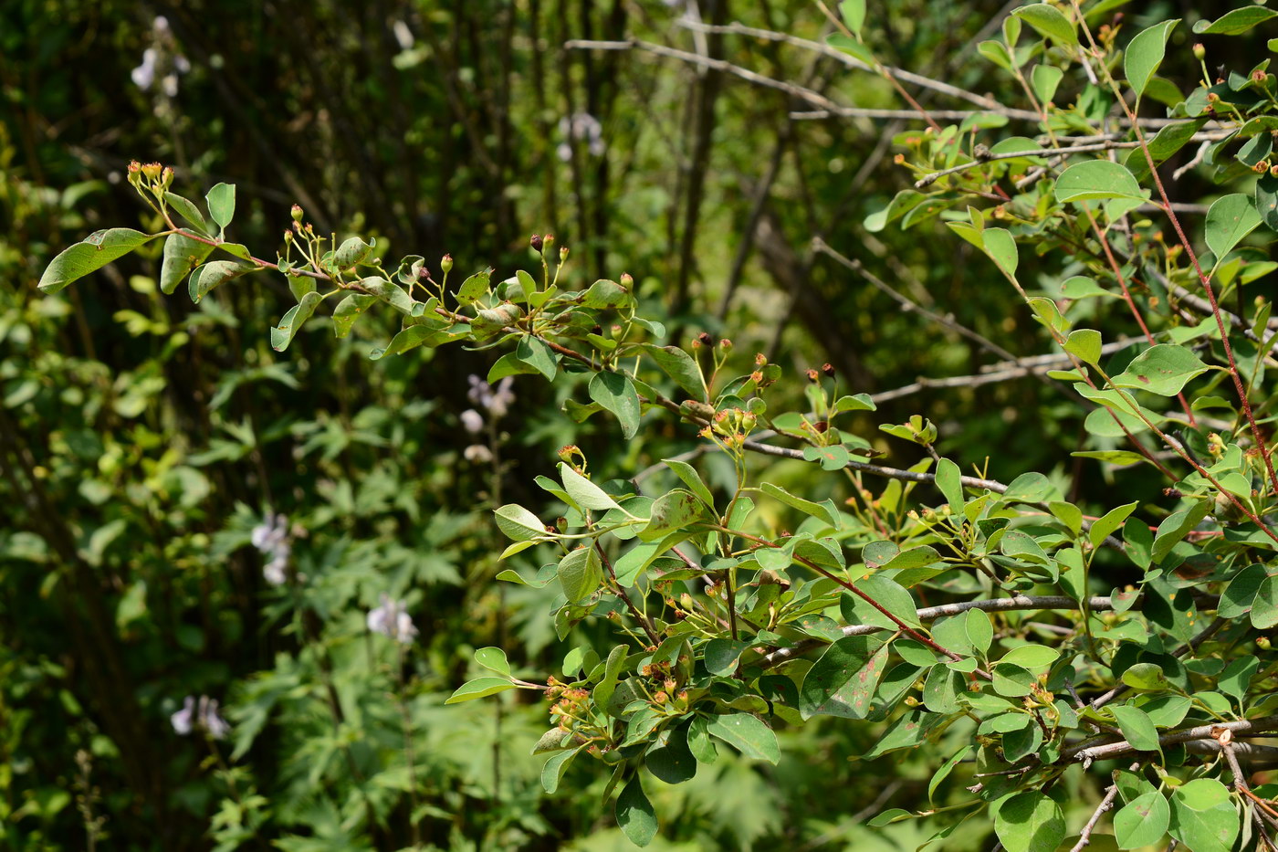 Изображение особи род Cotoneaster.