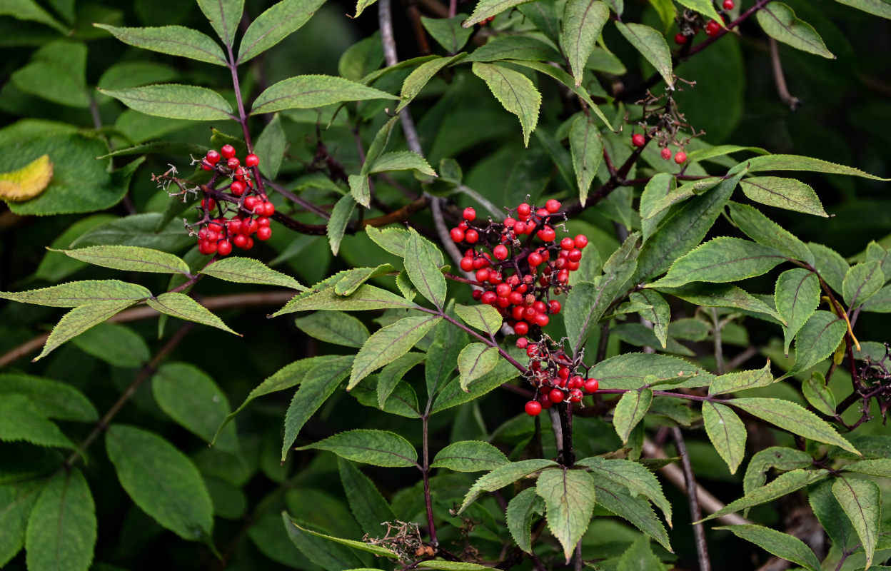 Image of Sambucus racemosa specimen.