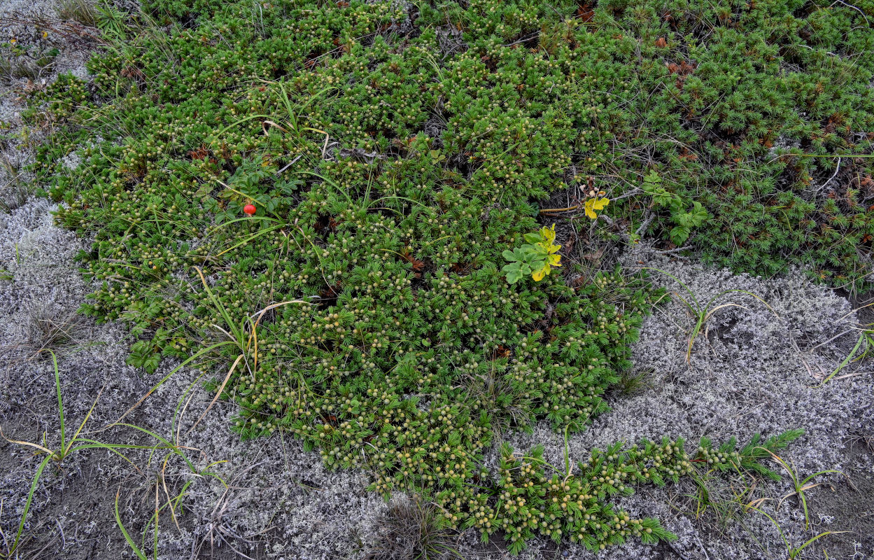 Image of Juniperus sibirica specimen.