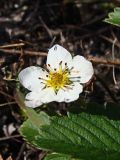 Fragaria orientalis. Цветок и часть листа (осеннее цветение). Хабаровский край, окр. г. Комсомольск-на-Амуре, граница смешанного леса и ЛЭП. 03.09.2024.