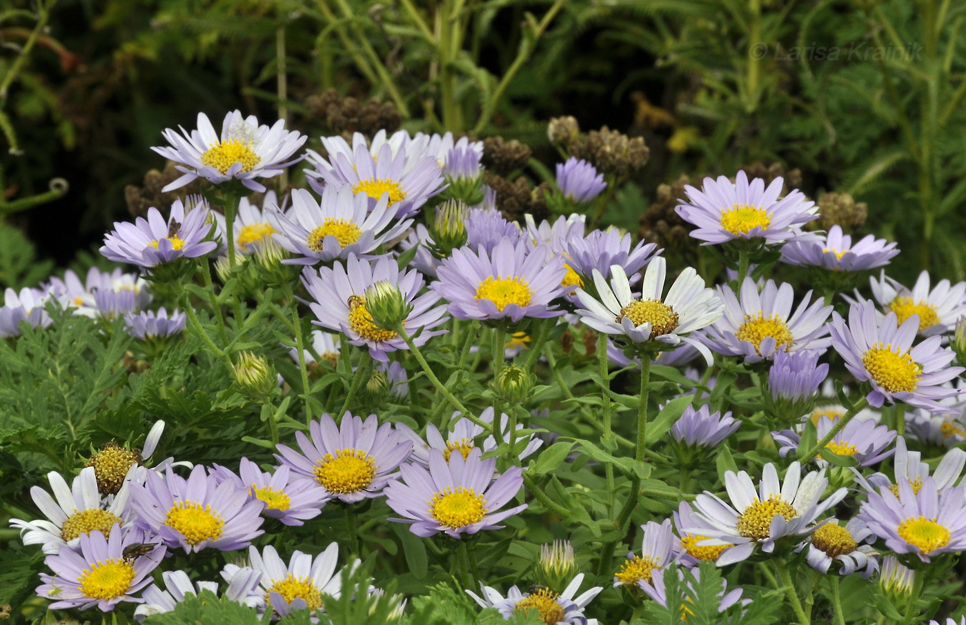 Изображение особи семейство Asteraceae.