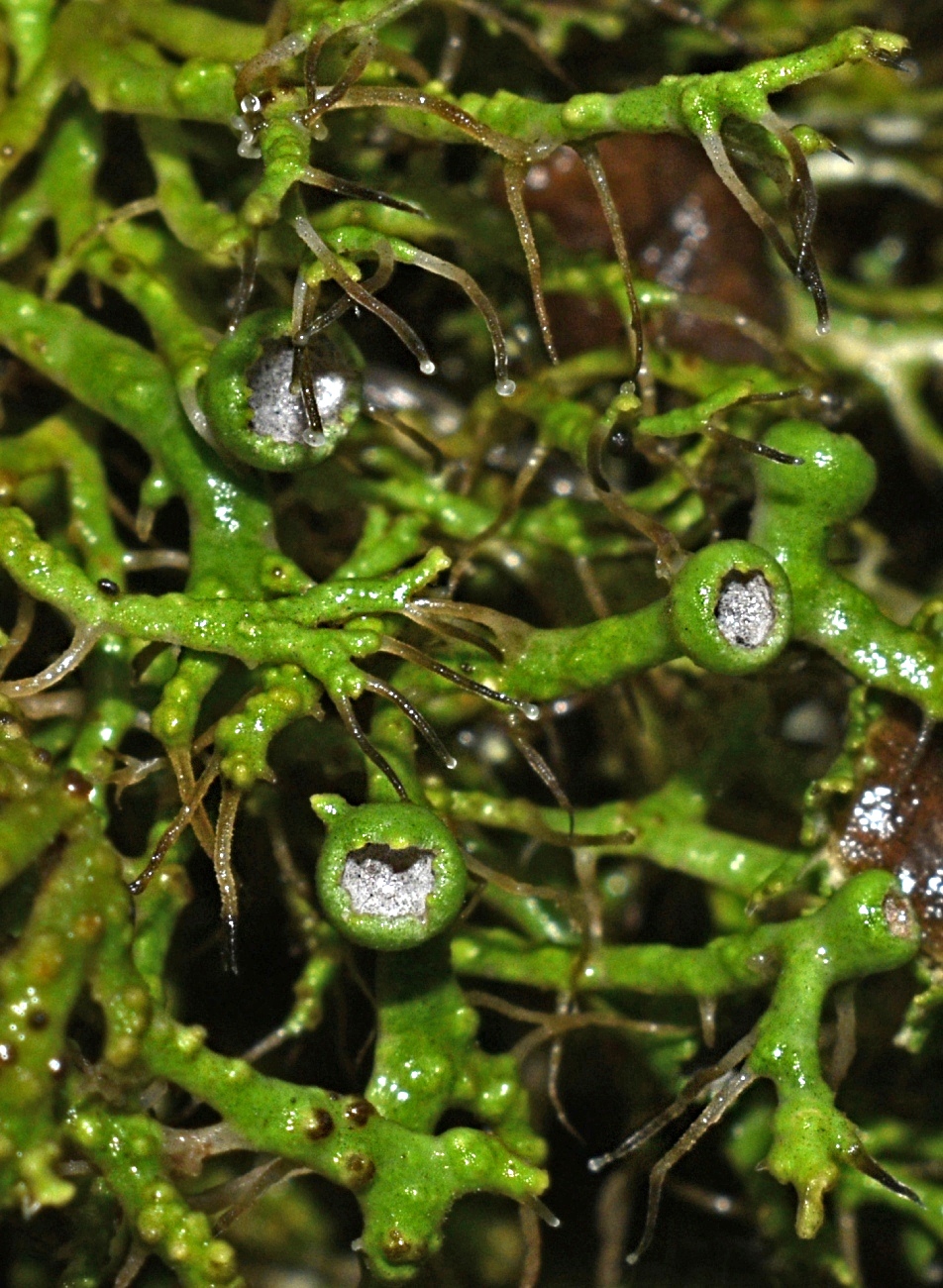 Image of Anaptychia ciliaris specimen.