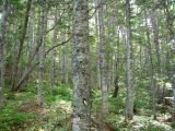 Abies sachalinensis. Стволы молодых деревьев. Сахалин, окр. г. Южно-Сахалинска. Август 2010 г.