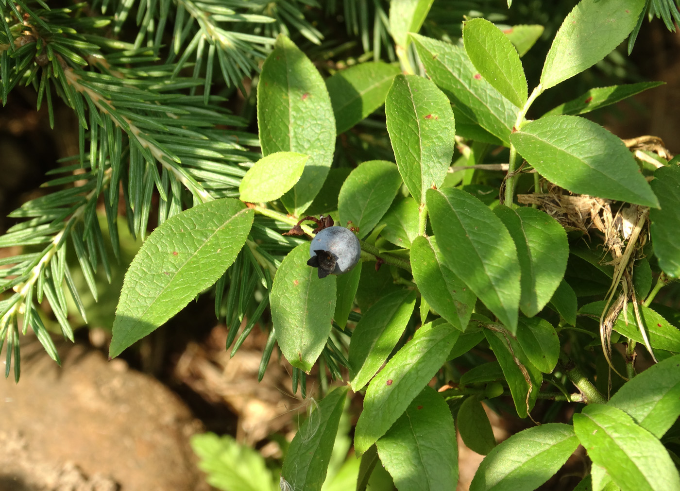 Изображение особи Vaccinium angustifolium.