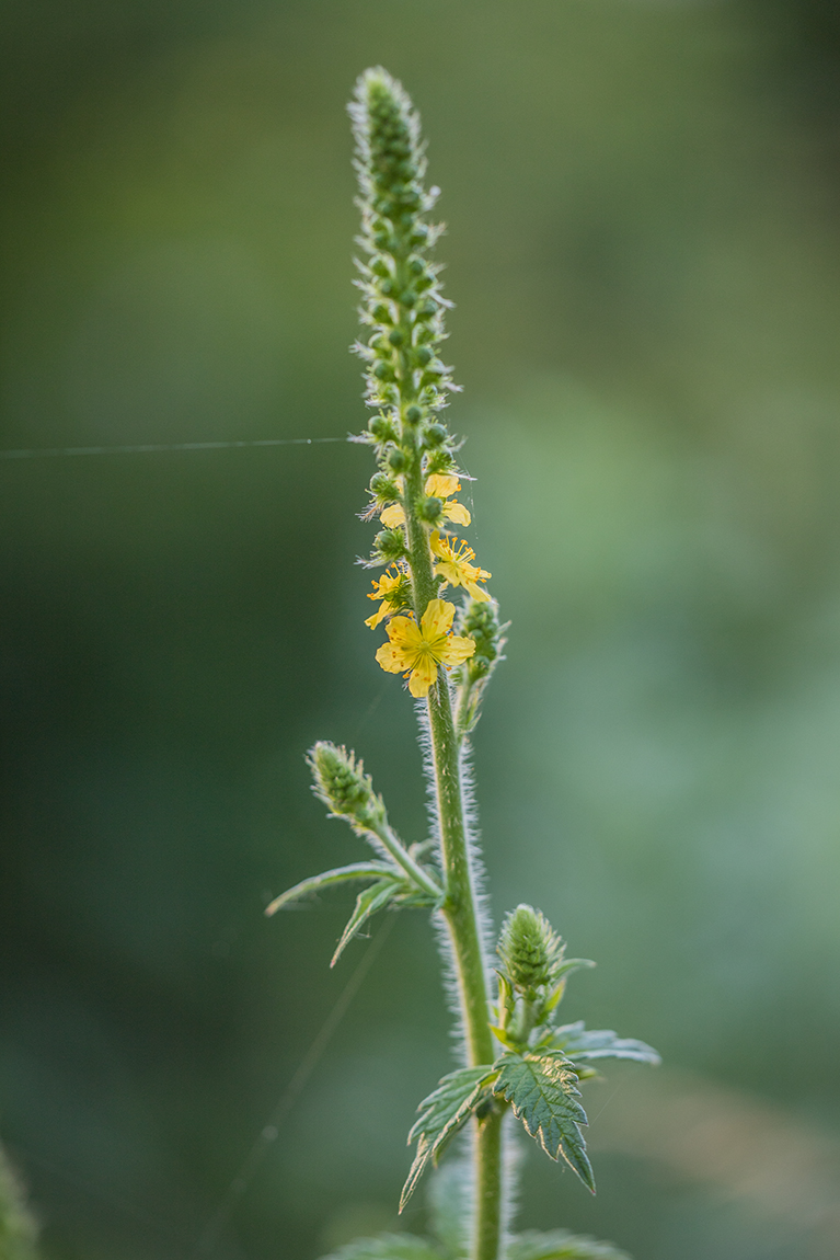 Изображение особи Agrimonia eupatoria.