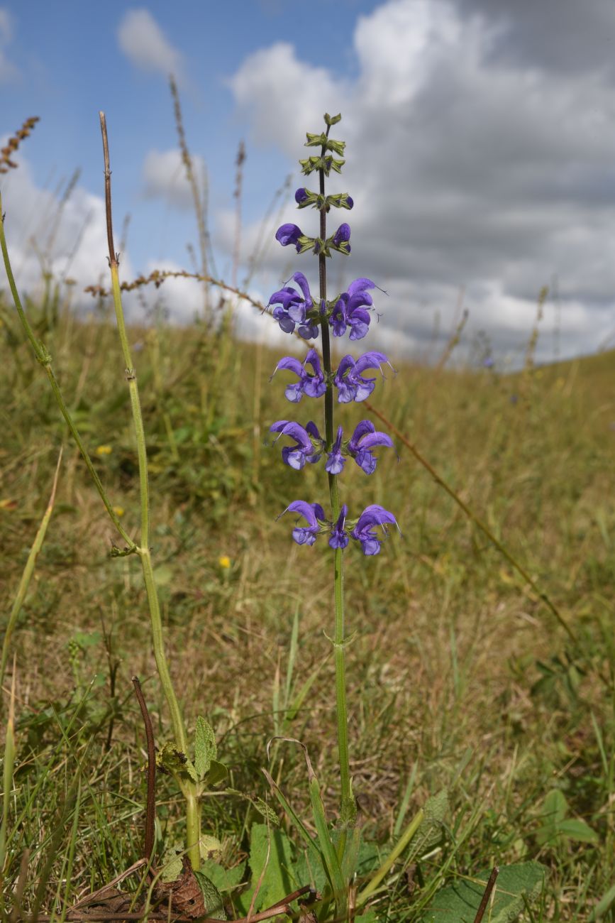 Изображение особи род Salvia.