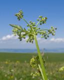 familia Apiaceae. Верхушка побега с соцветием-зонтичком. Карачаево-Черкесия, Зеленчукский р-н, гора Джисса, ≈ 1600 м н.у.м., субальпийский луг. 14.06.2024.