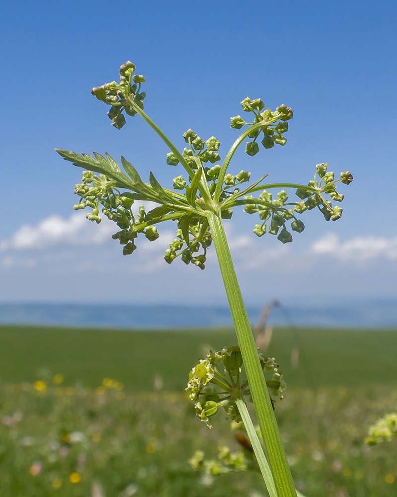 Изображение особи семейство Apiaceae.