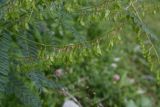 Astragalus galegiformis. Верхушка плодоносящего побега. Чечня, Шаройский р-н, долина р. Цесиахк, рядом с домом Мансура, выс. ок. 1500 м н.у.м., луг. 28 июня 2024 г.