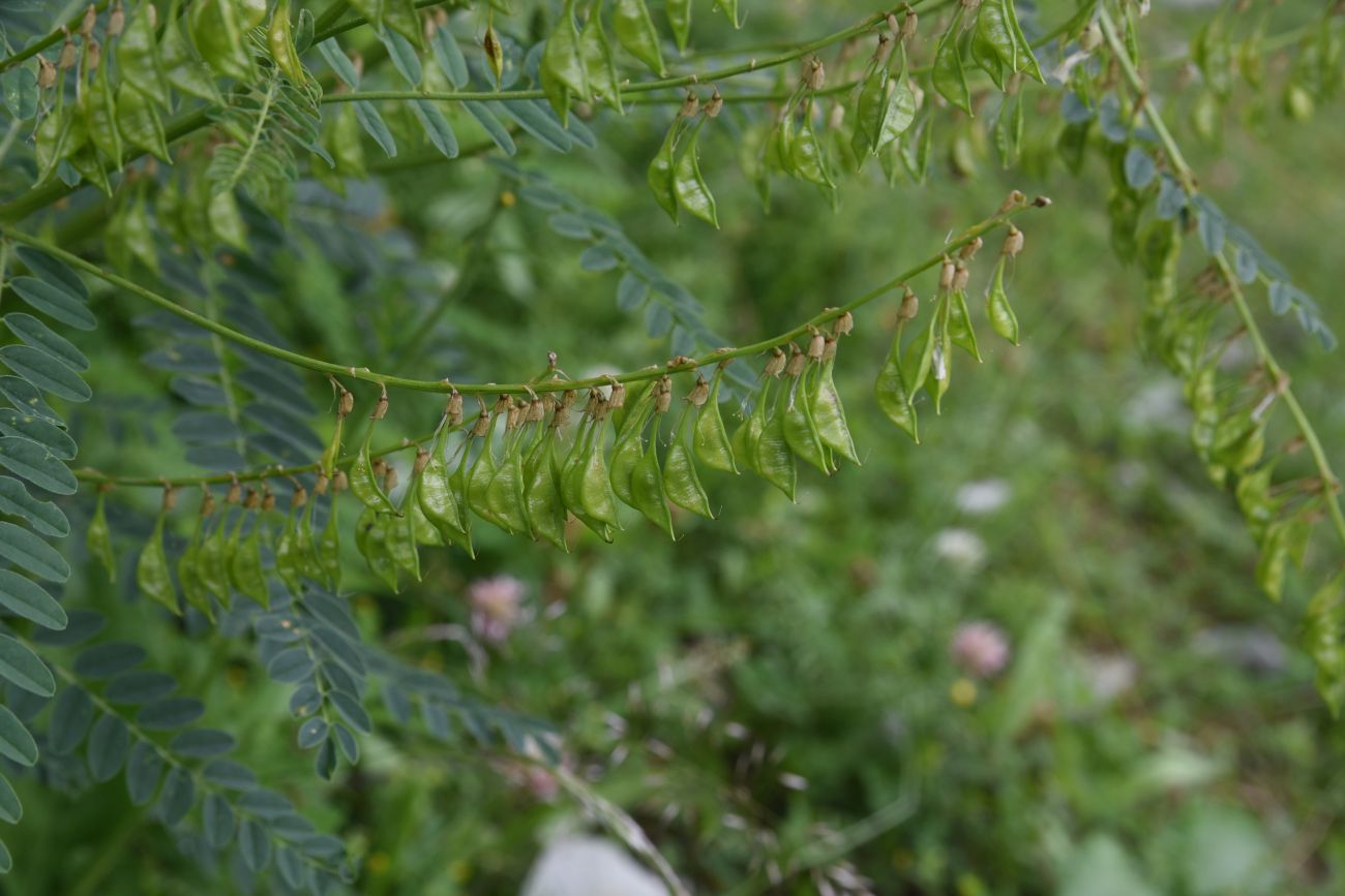 Изображение особи Astragalus galegiformis.