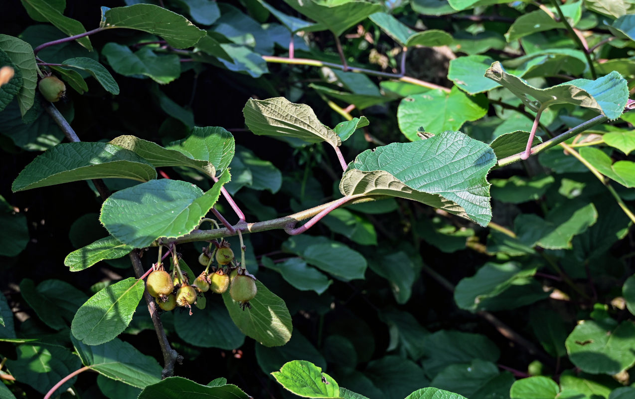 Image of Actinidia chinensis var. deliciosa specimen.