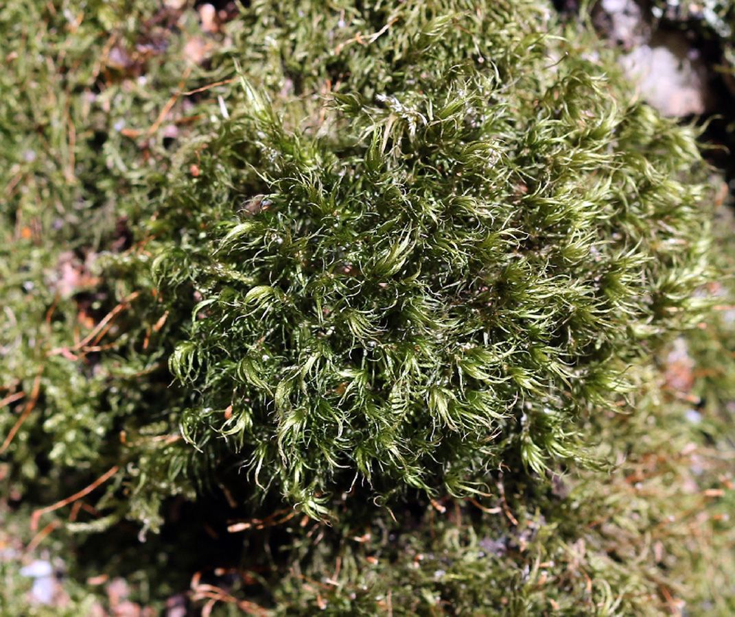Image of genus Dicranum specimen.