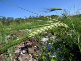 Hordeum distichon