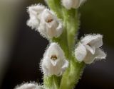 View full-size image Goodyera repens