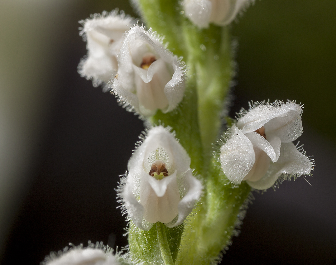 Image of Goodyera repens specimen.