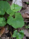 Doronicum orientale
