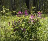 Lathyrus vernus. Цветущее растение. Тульская обл., Дубенский р-н, окр. с. Протасово. березняк. 15.05.2007.