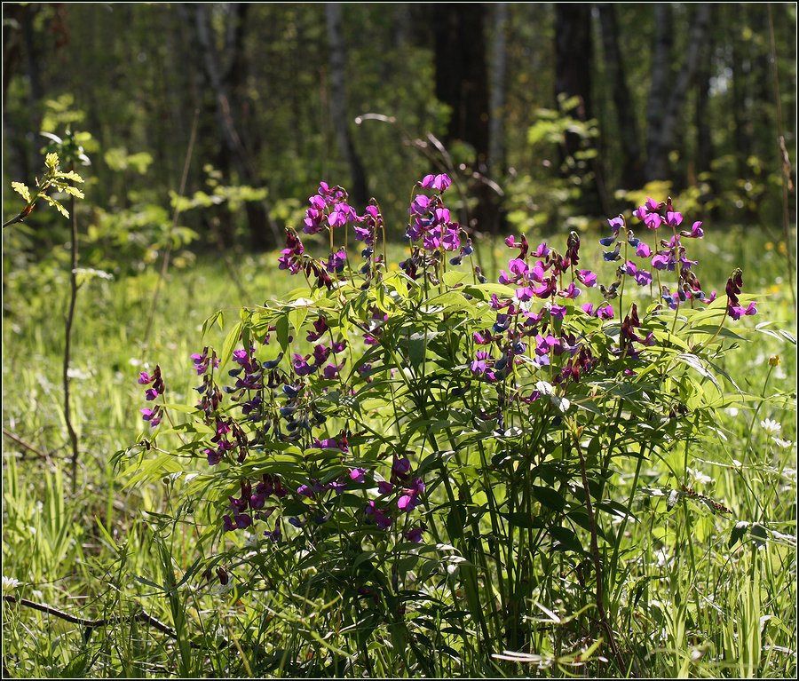 Image of Lathyrus vernus specimen.