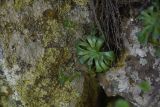 View full-size image familia Crassulaceae