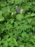 View full-size image Aquilegia olympica