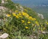 View full-size image Coronilla coronata