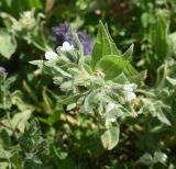 View full-size image Nonea lutea