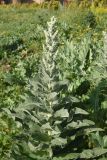 View full-size image genus Verbascum